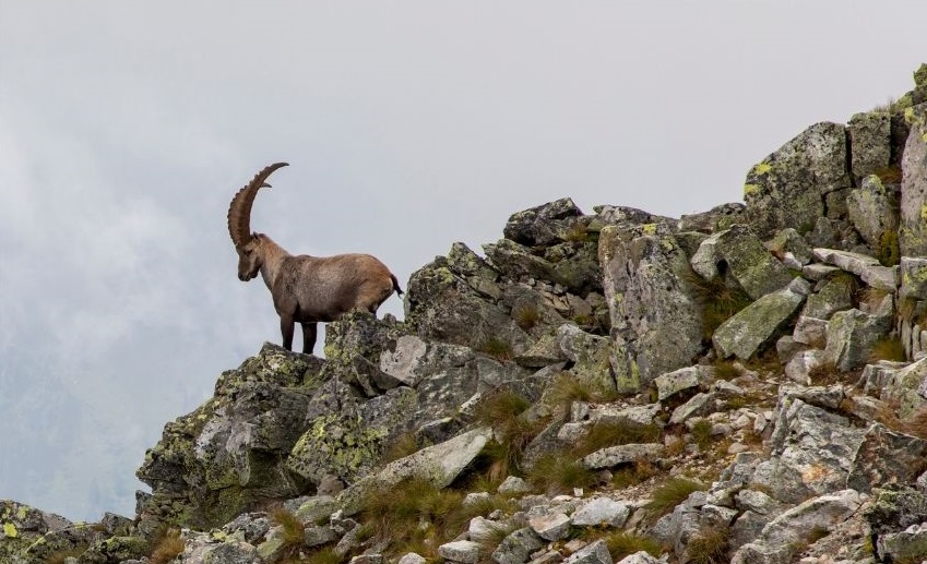 steinbock-berge-urlaub.jpg